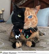 Image result for Super Cool Bloody Cat