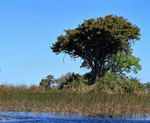 Image result for Okavango Delta Botswana Windows Background