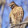 Image result for Ring-tailed Hawk