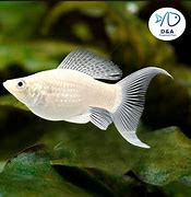 Image result for Long Baim Fish