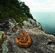 Image result for Snake Island Toronto