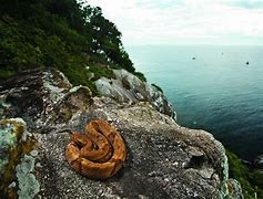 Image result for Snake Island Animals