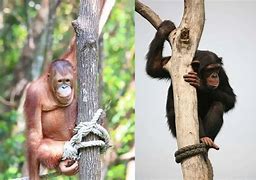 Image result for Chimpanzee vs Orangutan