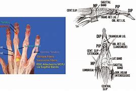 Image result for Thumb Extensor Anatomy