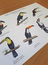 Image result for Toucan Species Chart