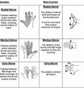 Image result for Pin Nerve Function