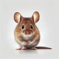 Image result for Fancy Mouse White Background