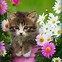 Image result for Kitten Spring Flowers