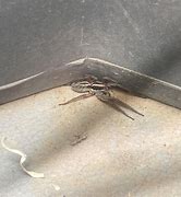 Image result for Desert Grass Spider