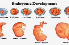 Image result for Embryonic Period of Development