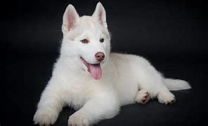 Image result for Black and White Husky Dog