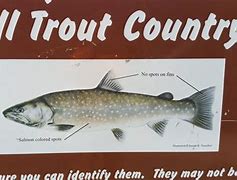 Image result for Bull Trout