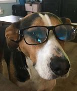 Image result for Smart Doggo