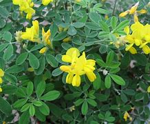 Image result for Genista Porlock Broom