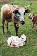 Image result for Stock Images Nguni Cattle