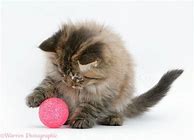 Image result for 12 Week Old Main Coon Kitten