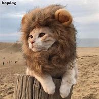 Image result for Lion Cat Cosplay