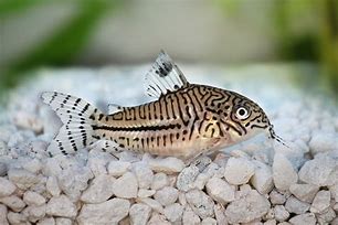 Image result for Zebra Cory Catfish