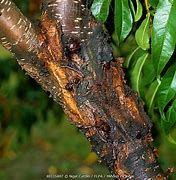 Image result for Peach Tree Canker