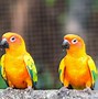 Image result for Conure Bird Pic