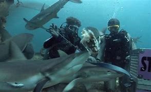 Image result for Feeding Sharks in Aquarium