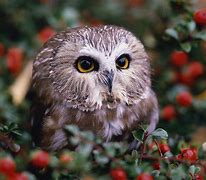 Image result for Cute Owl Desktop