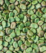 Image result for Broad Beans Brown