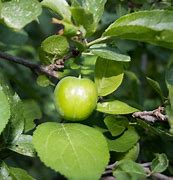 Image result for Japanese Green Plums