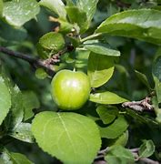 Image result for Chinese Green Plum