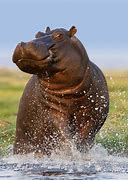 Image result for Monster Hippo