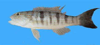 Image result for Saltwater Perch