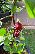 Image result for Roselle Plant