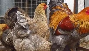 Image result for Blue Partridge Brahma Chicken