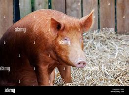 Image result for Tamworth Pig Meat