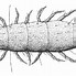 Image result for myriapoda fossils