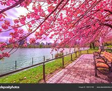 Image result for Ueno Park Hanami