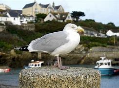 Image result for White Seagull HD