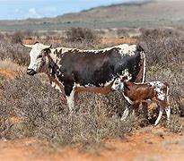 Image result for Nguni Cattle Skins