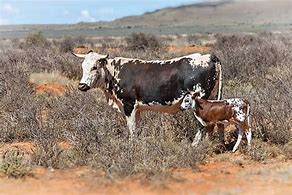 Image result for Stock Images Nguni Cattle