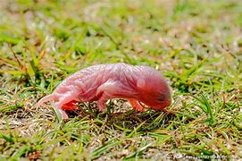 Image result for Newborn Baby Vole