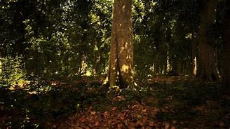 Image result for Thick Forest Dnd