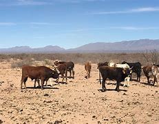 Image result for Mexican Cow