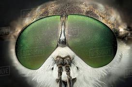 Image result for Fly Eyes