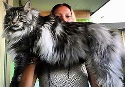 Image result for Bengal Maine Coon Cat