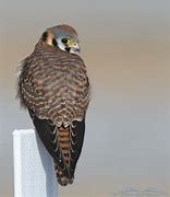 Image result for Female Kestrel Back