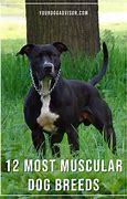 Image result for Muscular Dog