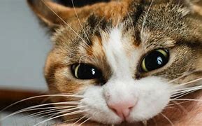 Image result for Cat Bite Face