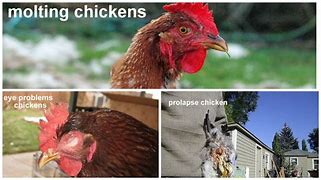 Image result for Chicken Diseases Symptoms