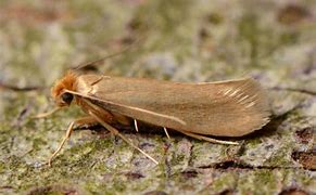 Image result for Moth Whole Pouch