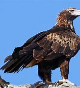 Image result for Tim Hawk Eagle